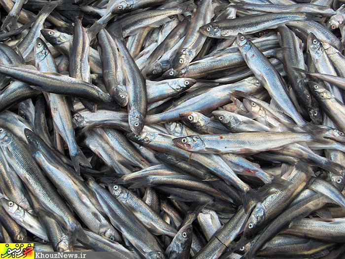 بررسی آلودگی سمی ماهی بر عهده شیلات نیست