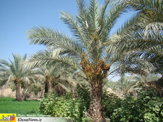 خرمای خوزستان