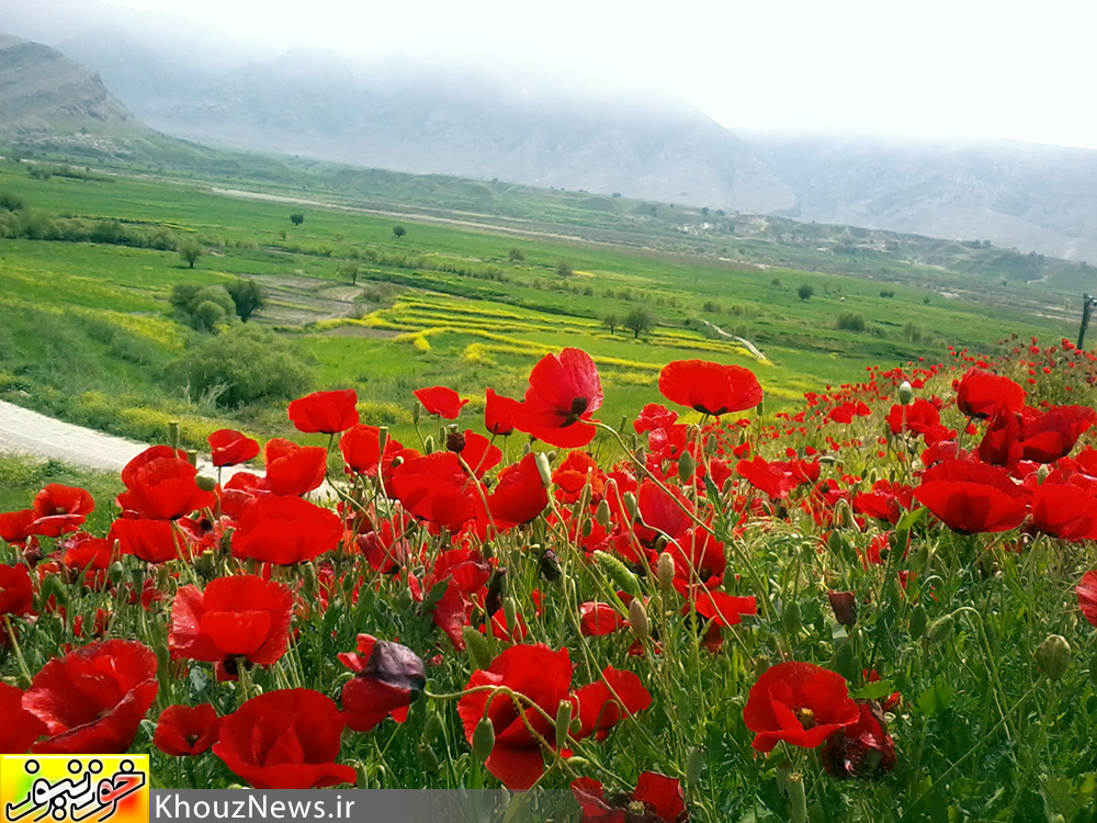 تصاویری زیبا از دشت سوسن در ایذه خوزستان