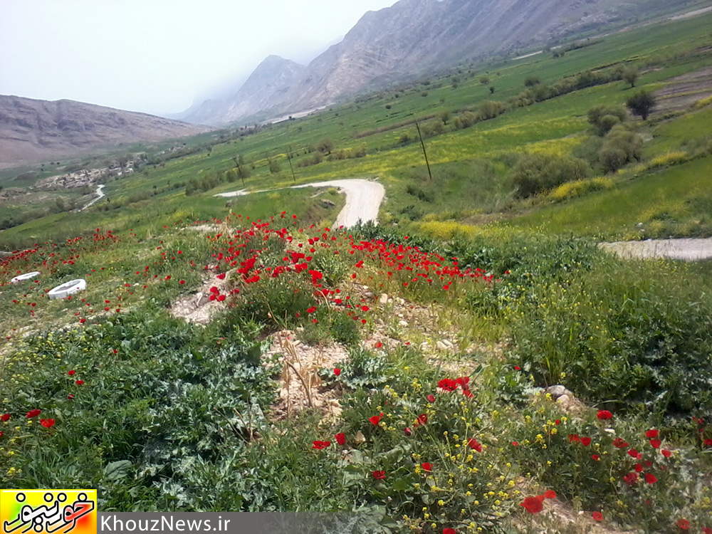 تصاویری زیبا از دشت سوسن در ایذه خوزستان