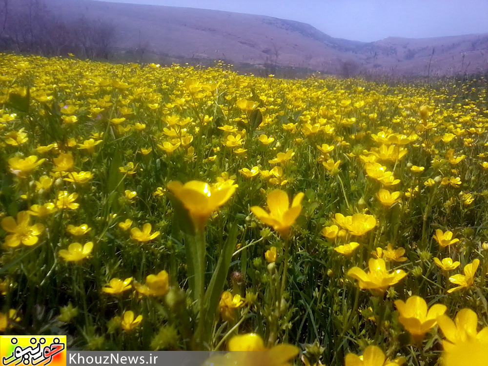 تصاویری زیبا از دشت سوسن در ایذه خوزستان