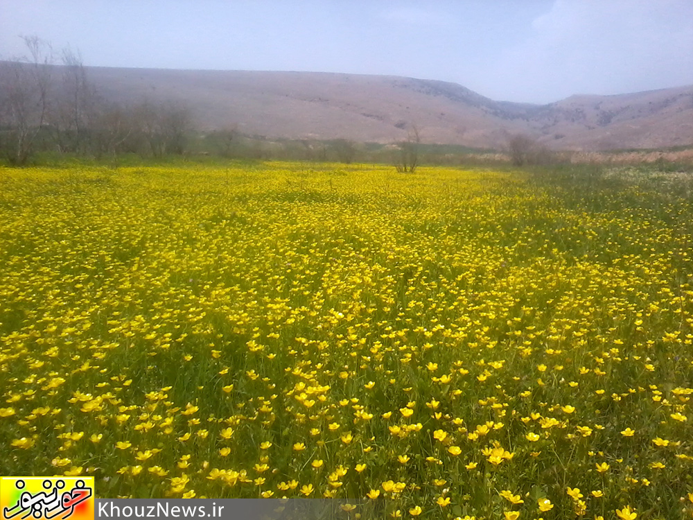 تصاویری زیبا از دشت سوسن در ایذه خوزستان