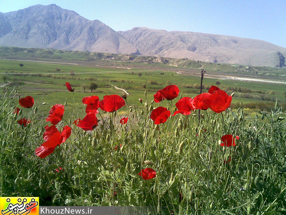 تصاویری زیبا از دشت سوسن در ایذه خوزستان