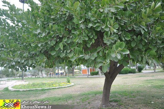 شهر زیبای دزفول در آستانه نوروز