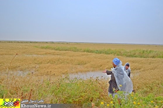 زیرآب رفتن مزارع گندم در شوش 