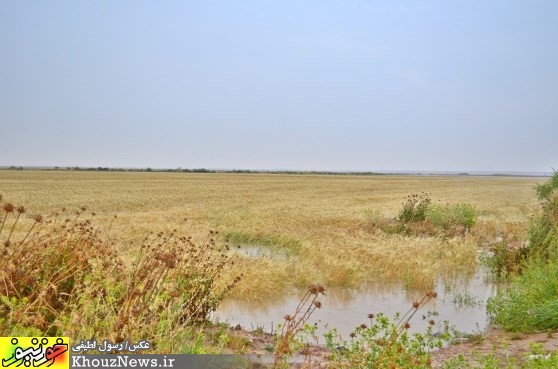 زیرآب رفتن مزارع گندم در شوش 