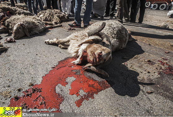 تصادف کامیون با گله گوسفندان در جاده اهواز - شاوور