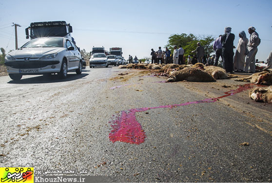 تصادف کامیون با گله گوسفندان در جاده اهواز - شاوور