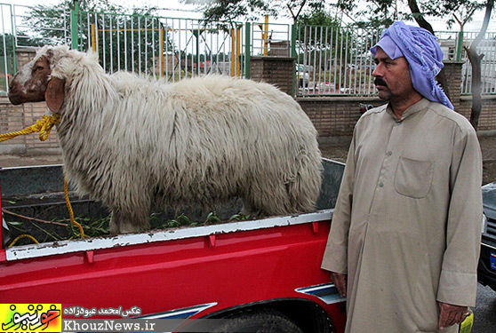  نذری و ذبح گوسفند در ظهر تاسوعا