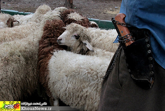  نذری و ذبح گوسفند در ظهر تاسوعا