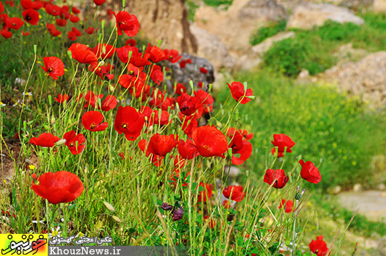 طبیعت بی مانند دریاچه سد دز و روستای زیبای پامنار دزفول در خوزستان