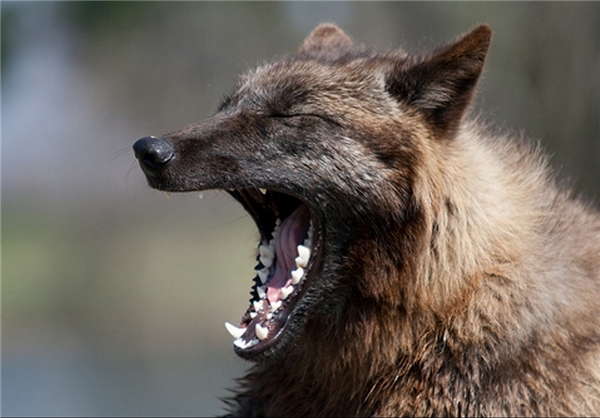 گرگ‌ های خشمگین