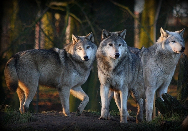 گرگ‌ های خشمگین