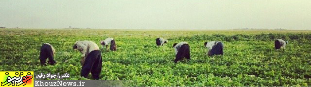 برداشت خربزه از مزارع رامشیر در خوزستان