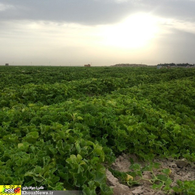 برداشت خربزه از مزارع رامشیر در خوزستان