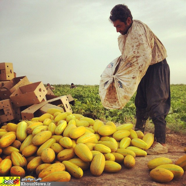 برداشت خربزه از مزارع رامشیر در خوزستان