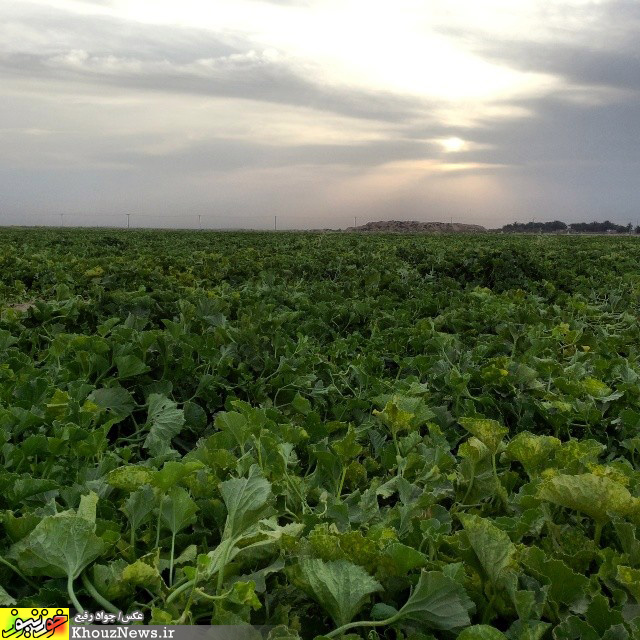 برداشت خربزه از مزارع رامشیر در خوزستان