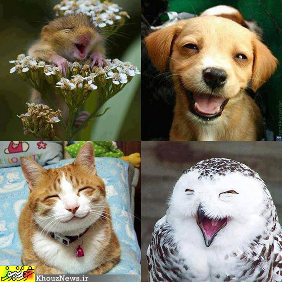 خنده حیوانات