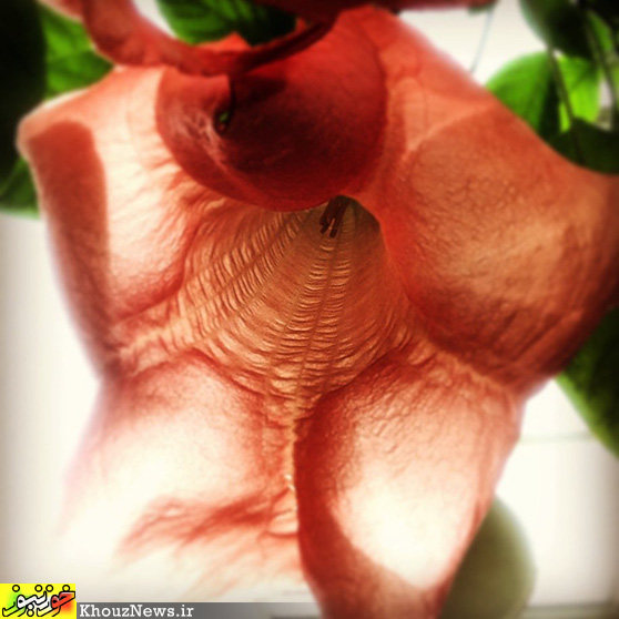 20 عکس برتر مسابقه عکاسی با آیفون 2014 / The 20 Most Beautiful iPhone Photos Of The Year