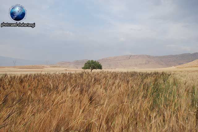 برداشت گندم به روش سنتی در ایذه