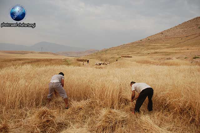 برداشت گندم به روش سنتی در ایذه