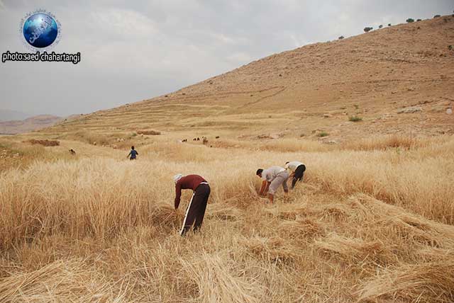 برداشت گندم به روش سنتی در ایذه