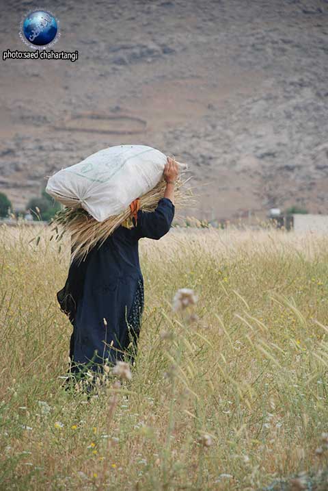 برداشت گندم به روش سنتی در ایذه