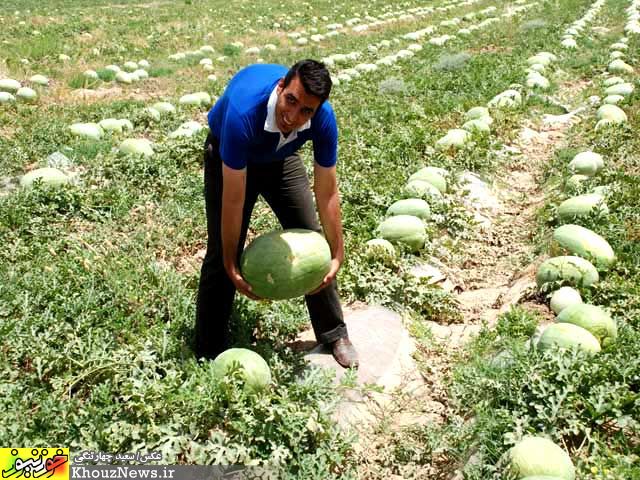 برداشت هندوانه از مزراع ایذه
