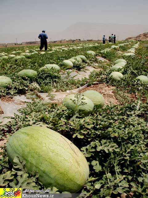 برداشت هندوانه از مزراع ایذه