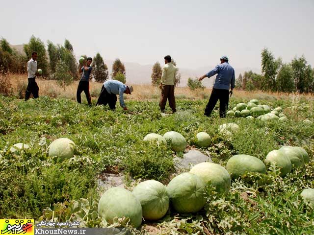 برداشت هندوانه از مزراع ایذه