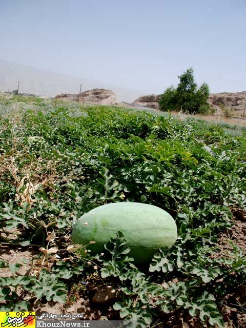 برداشت هندوانه از مزراع ایذه