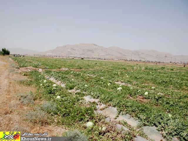 برداشت هندوانه از مزراع ایذه