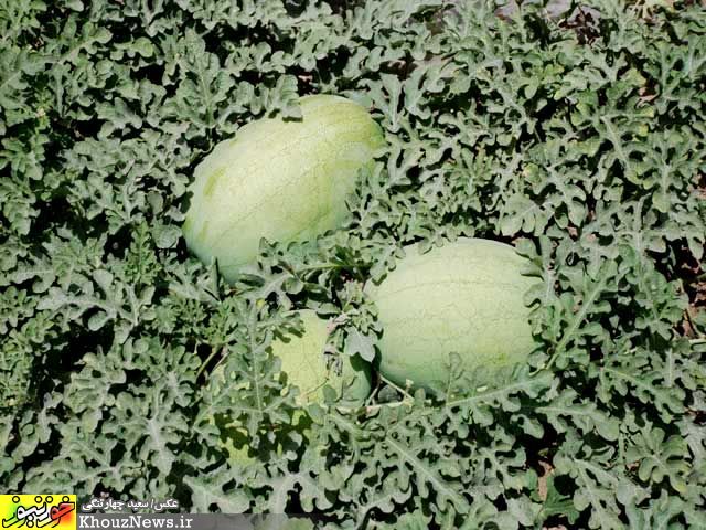 برداشت هندوانه از مزراع ایذه