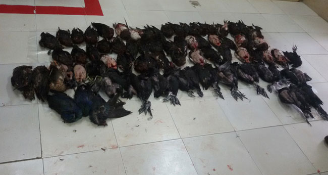 دستگیری متخلف حمل و فروش پرنده در بازار کیان اهواز