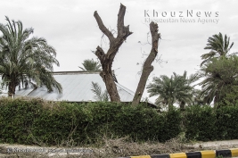 تصاویر / قطع و هرس درختان قبل از نوروز در اهواز