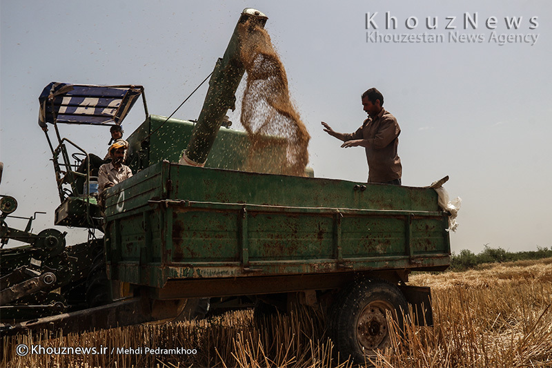 کشاورزان خوزستانی در مثلث خرید تضمینی گندم سرگردانند