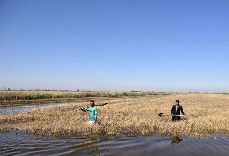 سیلاب‌های اخیر خوزستان در صورت مدیریت صحیح ۱۰ درصد گندم مورد نیاز کشور را تولید می‌کرد