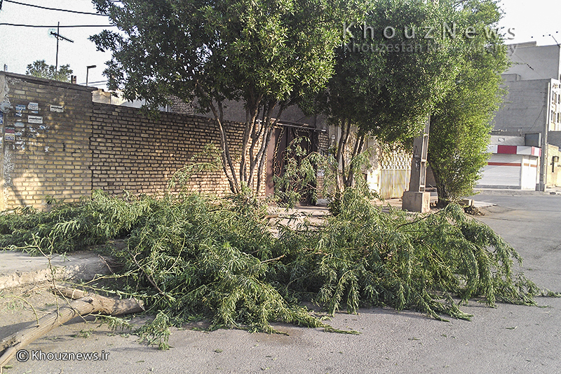 قطع درخت بومی خوزستان توسط شهرداری منطقه 8 اهواز/ تصاویر