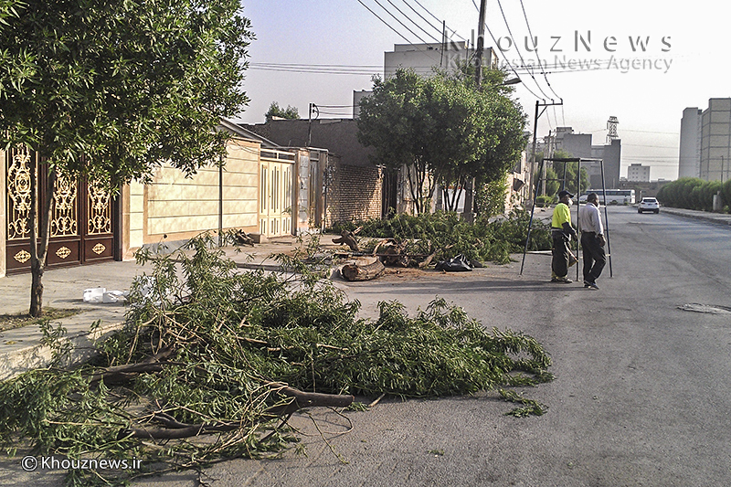 قطع درخت بومی خوزستان توسط شهرداری منطقه 8 اهواز/ تصاویر