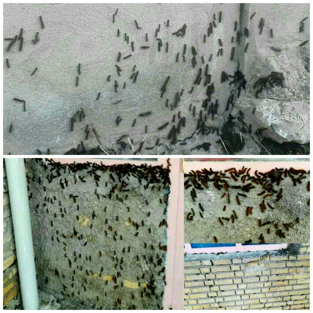 هجوم لارو پروانه گربه نوروزی به روستای کلدوزخ ایذه هجوم لارو پروانه گربه نوروزی به روستای کلدوزخ ایذه