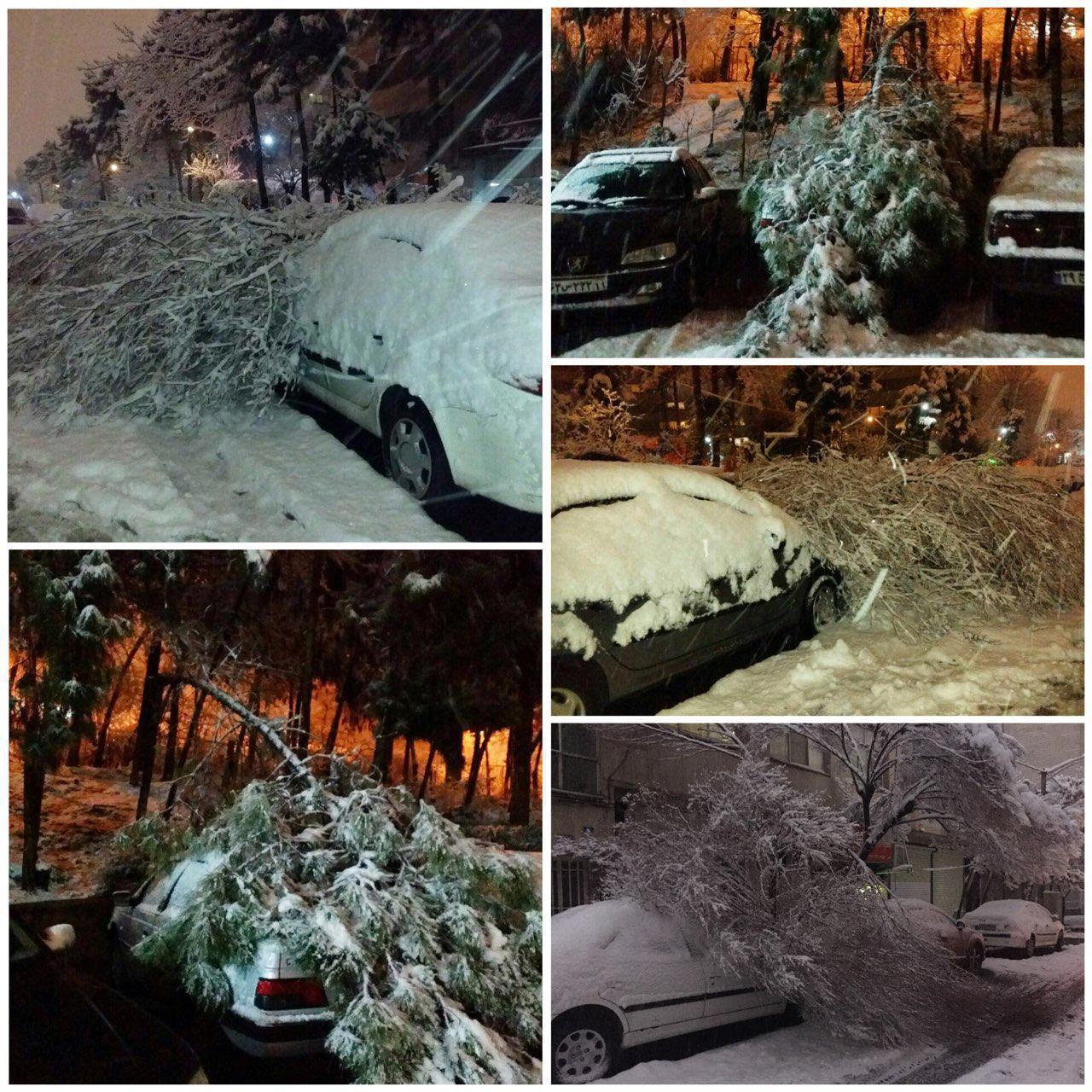 عکس / سقوط درختان روی خودروها از شدت برف در تهران