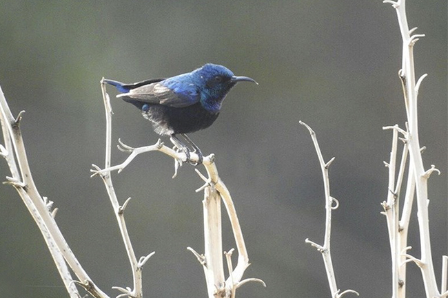 مشاهده و ثبت ۵ گونه جدید پرنده و یک گونه گوشت‌خوار در دامنه رود کارون / تصاویر