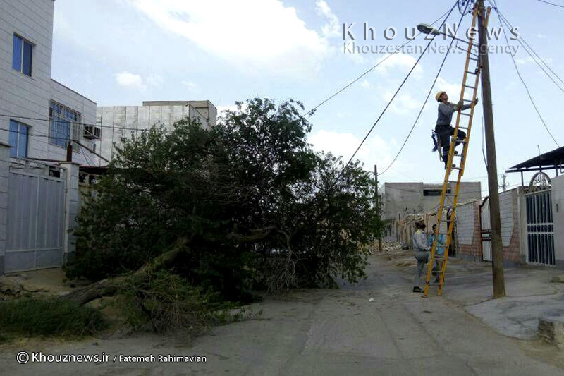 عکس / شکستن درخت بر اثر وزش باد در بندرامام