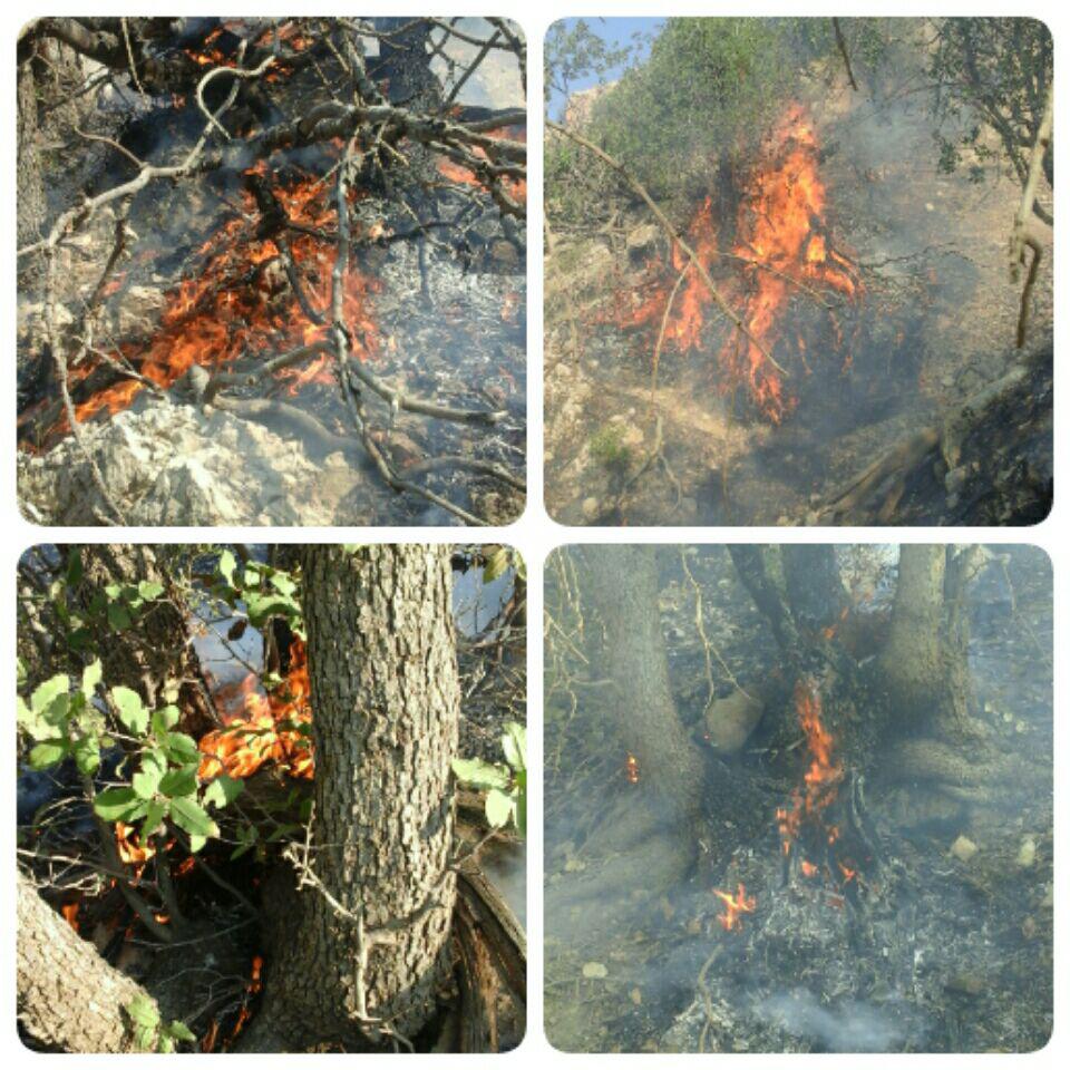 تصاویر/ آتش سوزی جنگلهای منطقه امامزاده عبداله