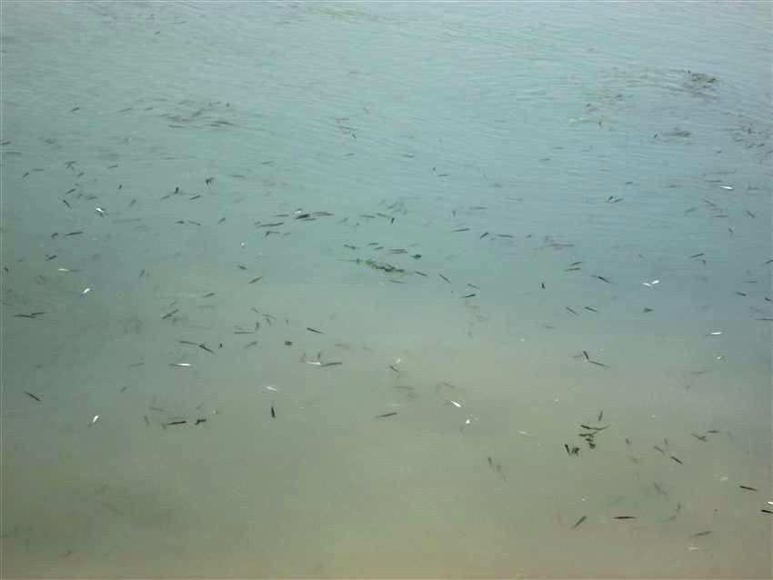 رهاسازی بیش از ده میلیون بچه ماهی در تالاب شادگان