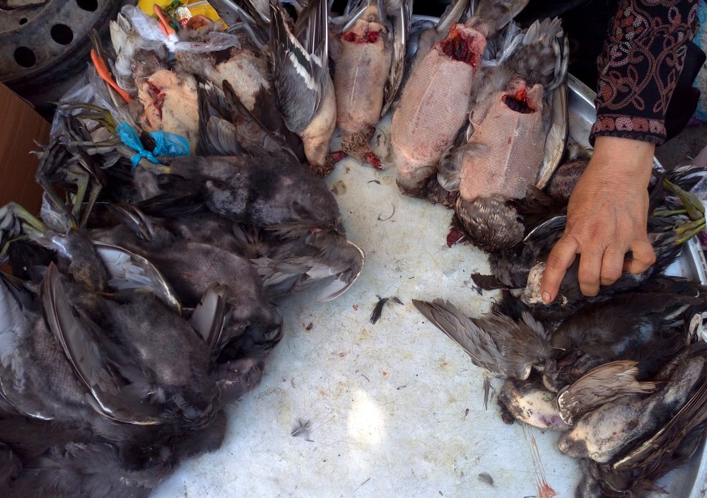 نسل‌کشی پرندگان مهاجر در جنوب/خوزستان فریدونکنار نشود