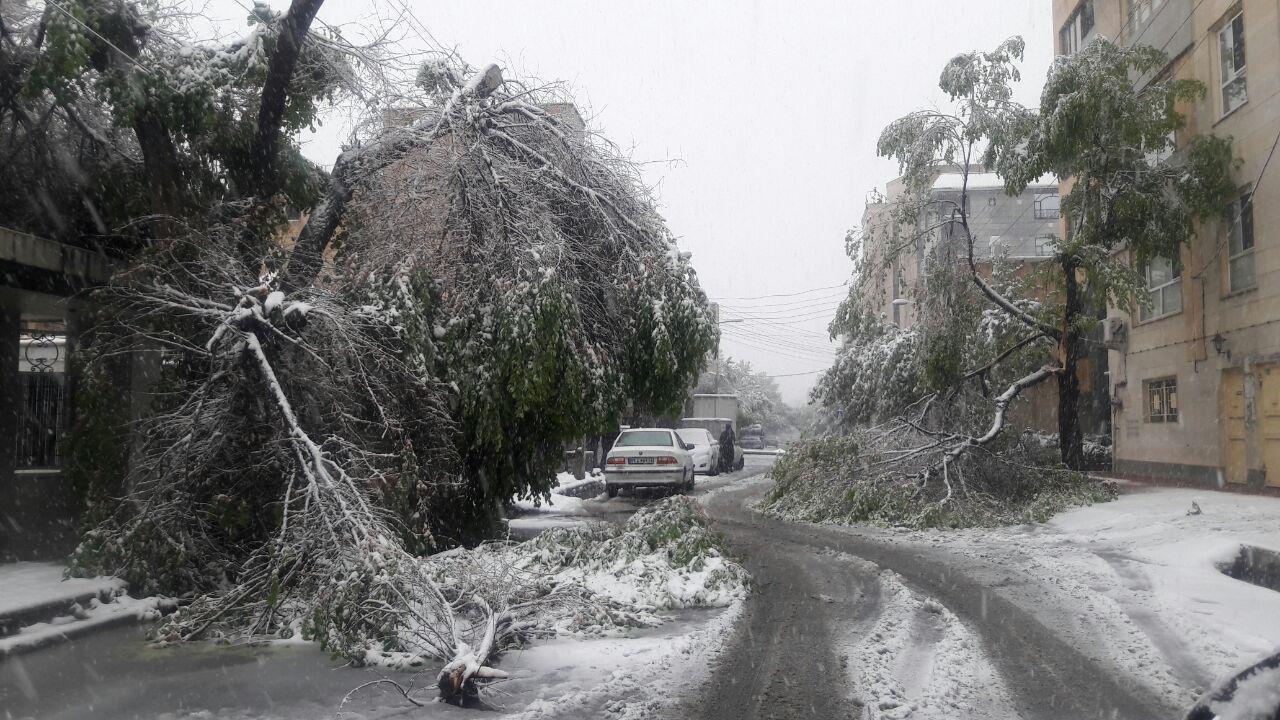 بارش برف سنگین و شکستن درختان در کرج / عکس