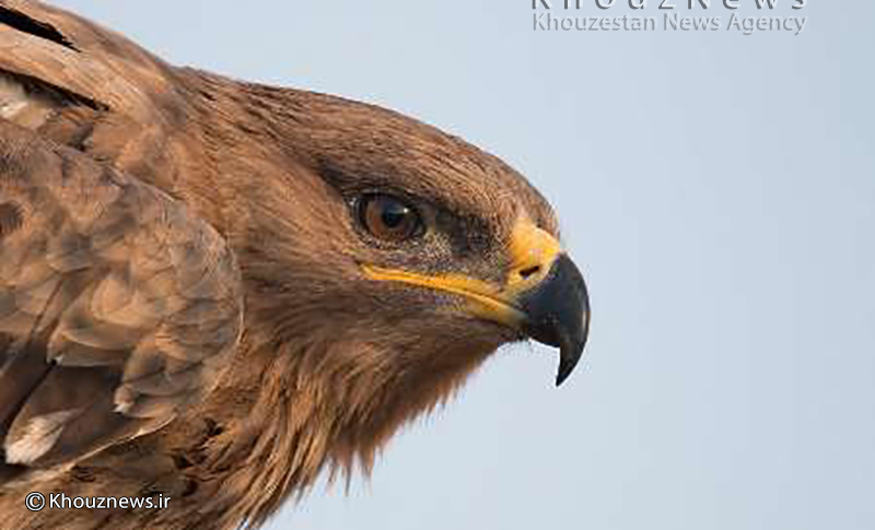 یک عقاب صحرایی در خطر انقراض در خوزستان رهاسازی شد
