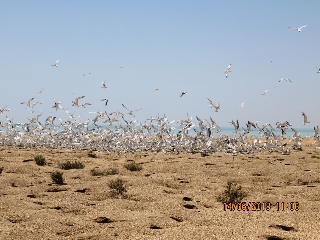 بازديد و پايش سواحل و جزاير خور موسي به منظور بررسي وضعيت پرندگان مهاجر تابستان گذر زادآور