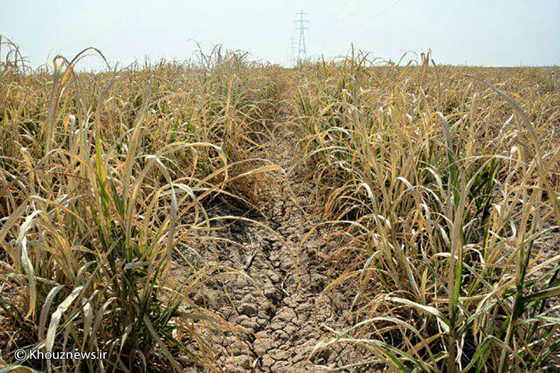 59 درصد مزارع نیشکر به دلیل بی آبی در آستانه خشک شدن هستند